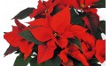L'Agitateur Floral | zoom sur les feuille du Poinsettia rouge en fleurs