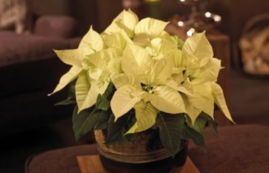 L'Agitateur Floral | image du Poinsettia blanc en fleurs