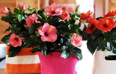 image d'un magnifique Hibiscus en fleurs à faire livrer par un fleuriste