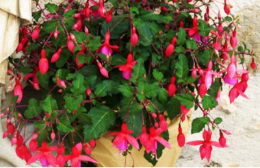 image de la Plante de Saison un Fuchsia en fleurs