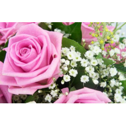 L'Agitateur Floral | vue sur le gypsophile