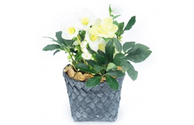 L'Agitateur Floral | Image de Hellébore la rose de Noël