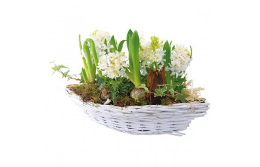 L'Agitateur Floral | image de la coupe de Jacinthes blanches Noce blanche