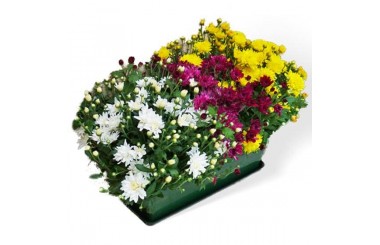 L'Agitateur Floral | image de la Jardinière de mini chrysanthèmes