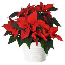 L'Agitateur Floral | image du Poinsettia rouge en fleurs