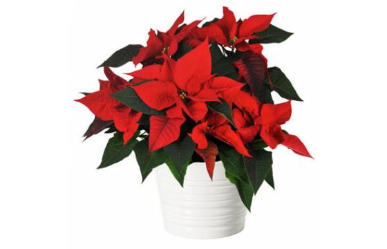L'Agitateur Floral | image du Poinsettia rouge en fleurs