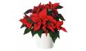 L'Agitateur Floral | image du Poinsettia rouge en fleurs