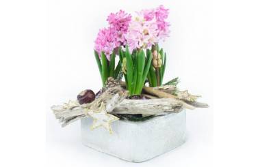 L'Agitateur Floral | image de la Coupe de plantes de saison Rose Jacinthe