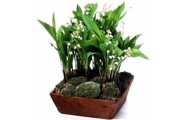 L'Agitateur Floral | image de la Composition de muguet Clochette