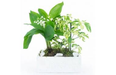 L'Agitateur Floral | image de la Composition de Muguet du nom de Brin de Détente