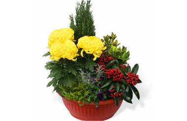L'Agitateur Floral | image de la Coupe de plantes Jaune et Rouge pour cimetière