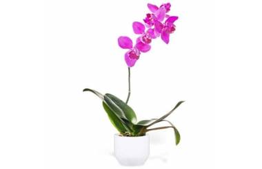 L'Agitateur Floral | image de l'Orchidée Rose Mauve Une Branche