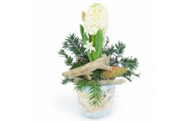L'Agitateur Floral | image de la Jacinthe blanche en pot du nom de Pomme & Jacinthe