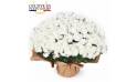 L'Agitateur Floral | image de la plante blanche pour la toussaint - Chrysanthème Multifleurs Blanc