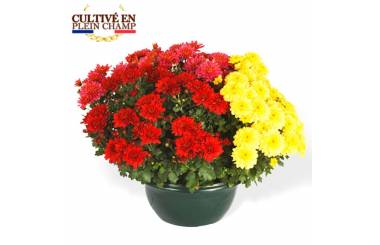 L'Agitateur Floral | image de la Coupe de Chrysanthèmes rouges et jaunes