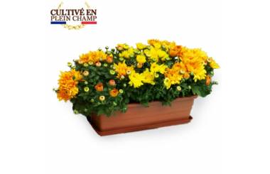 L'Agitateur Floral | Image principale Jardinière chrysanthème jaune orange