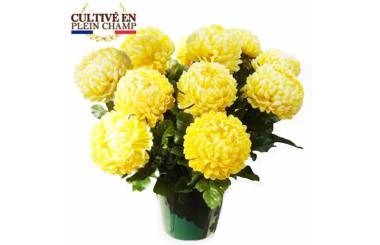 L'Agitateur Floral | Image principale Chrysanthème boule jaune