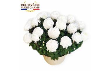Agitateur Floral, Image chrysanthème Boule Blanc