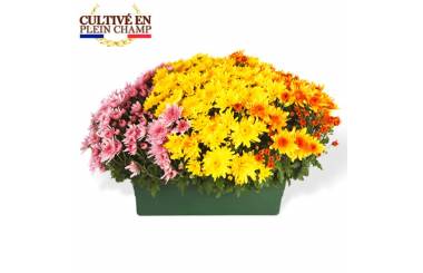 L'Agitateur Floral | Jardinière de Chrysanthèmes tons jaune orange et rose