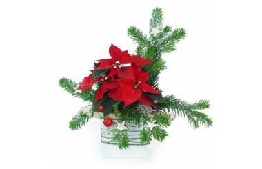 Image du Poinsettia rouge décoré "Danseur"|L'Agitateur Floral