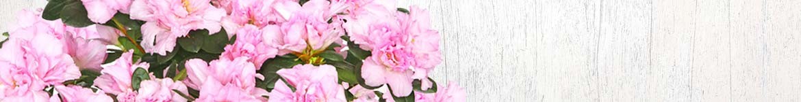 Les Plantes de Saisons