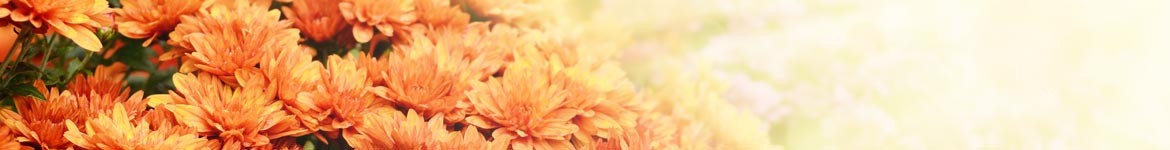 Plantes Diverses Cimetières