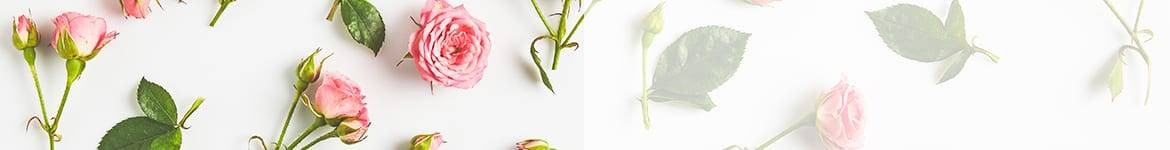 Roses Roses & Autres Couleurs Saint Valentin